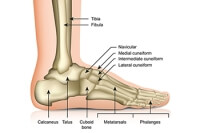 Athletes and Cuboid Syndrome